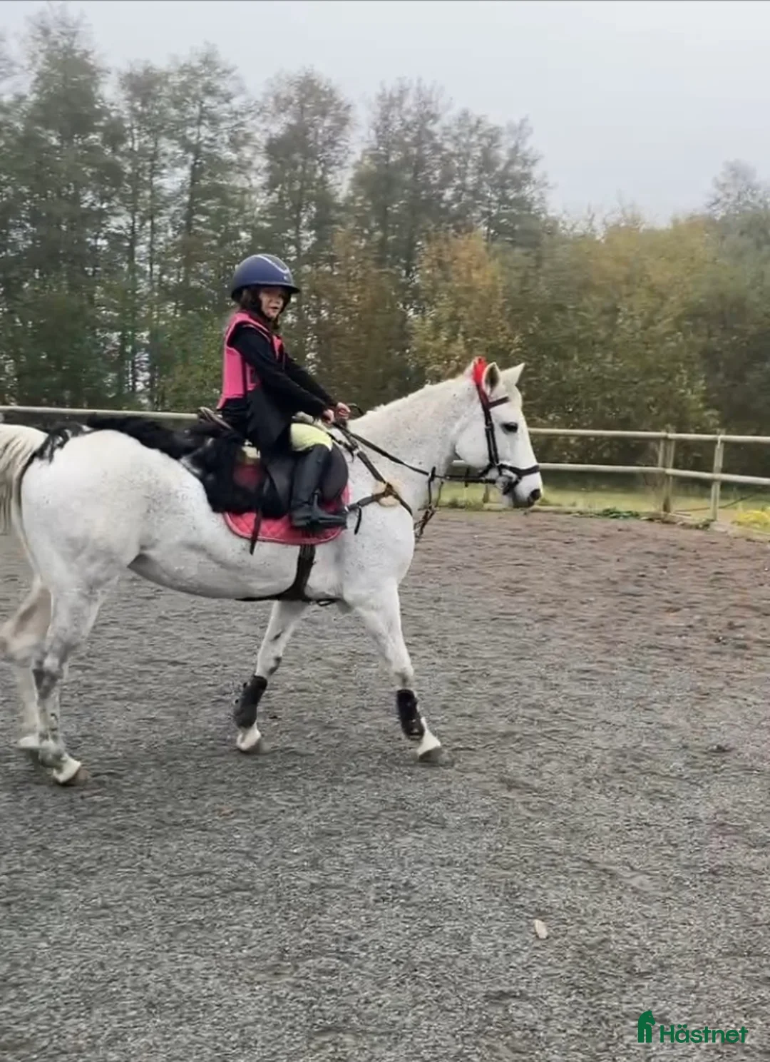 Hoppning hästar till salu: Hoppglad & tävlingsrutinerad ponny  i Hofterup - Annons 5