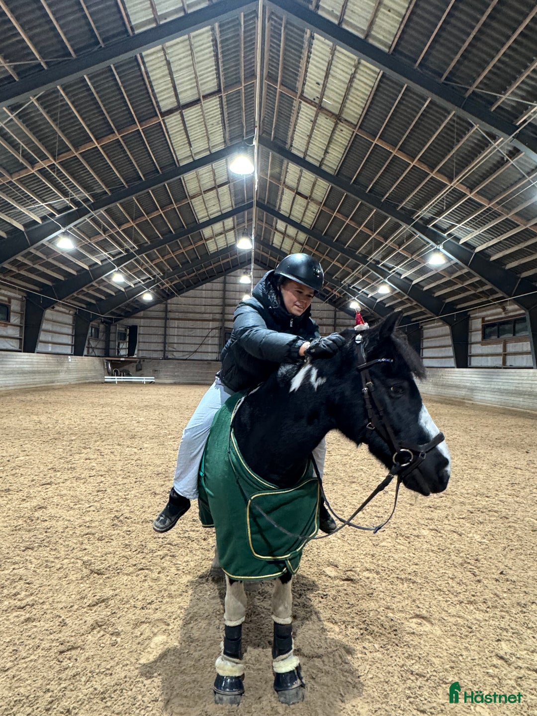 Allround hästar till salu: Världens charmigaste energiknippe - Annons 3