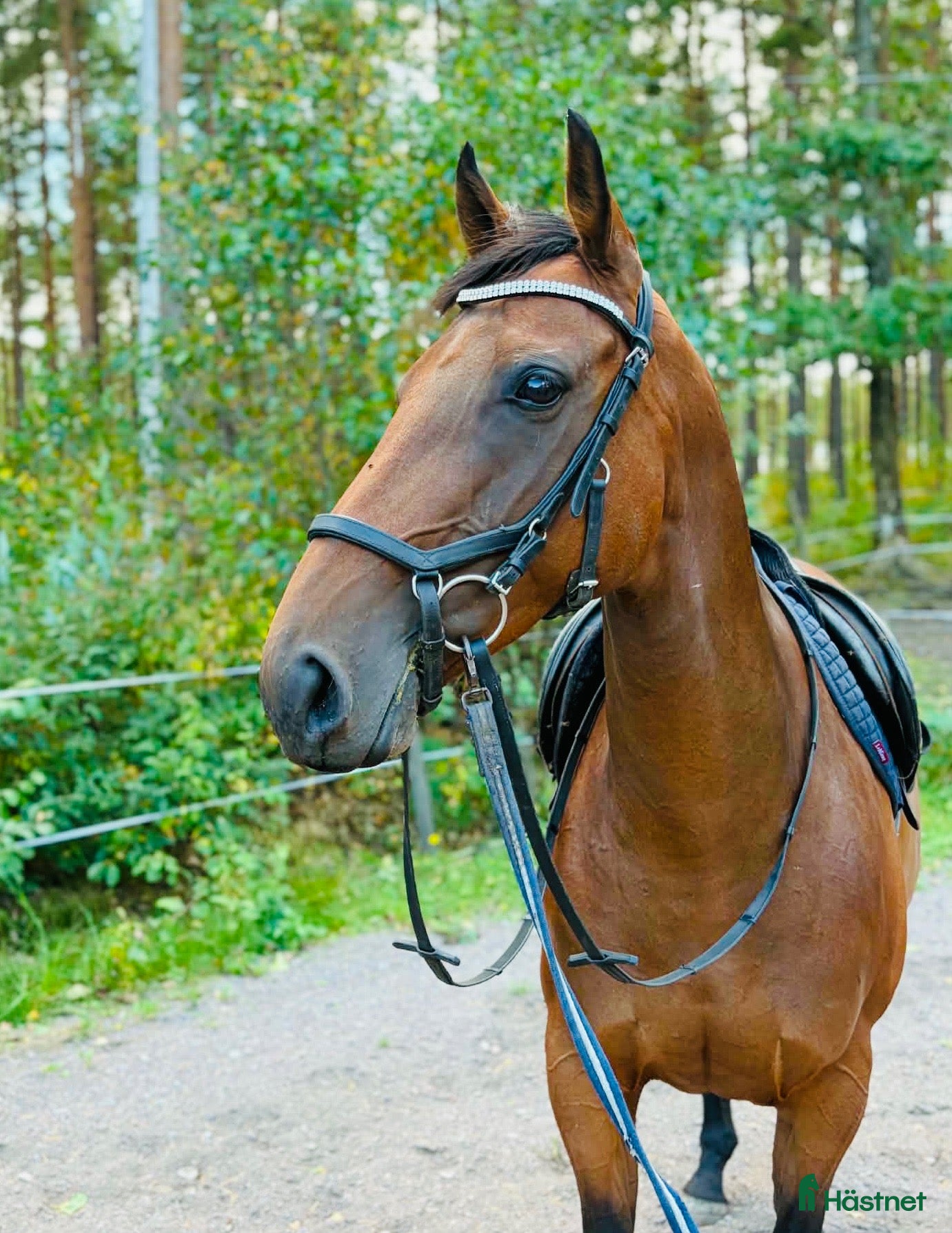  hästar Bästa Kompis  - Annons 18