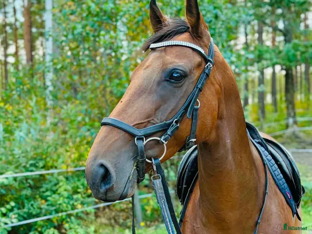 hästar Bästa Kompis - Annons 18