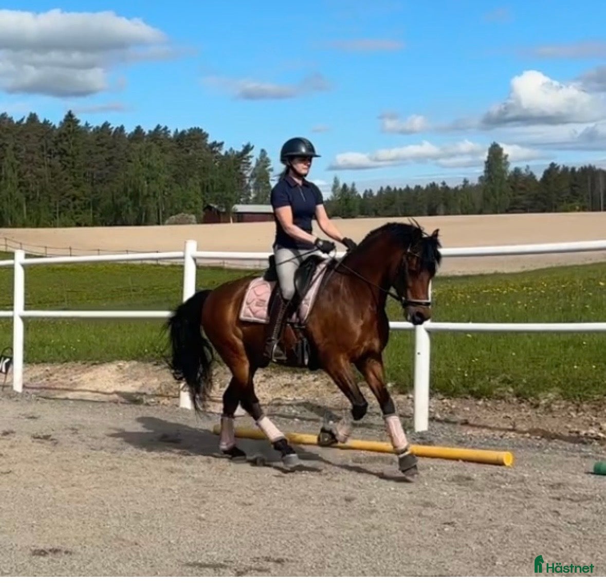  hästar Dressyrponny med utstrålning  - Annons 1