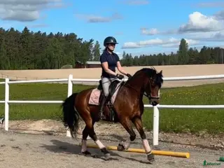 hästar Dressyrponny med utstrålning - Annons 1