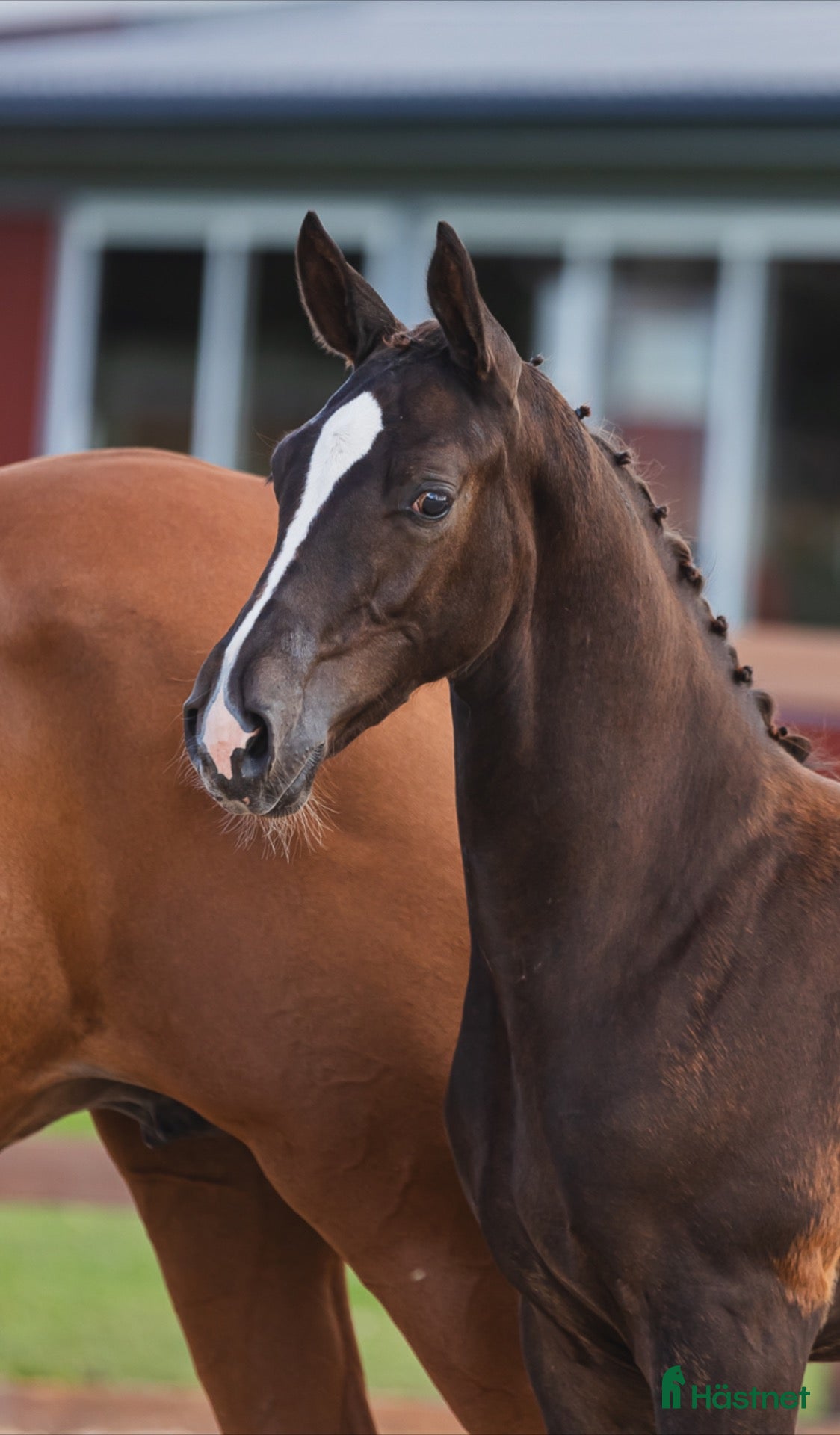  hästar Toppstammad hingst föl syskon i svår klass  - Annons 1