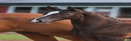 Hoppning hästar till salu: Toppstammad hingst föl syskon i svår klass  - Annons 1