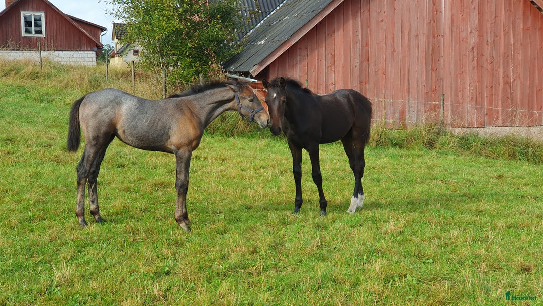 Hoppning hästar till salu: Hoppföl x3 säljes- Svårklassmöderne & Elithingstar i Lammhult - Annons 8