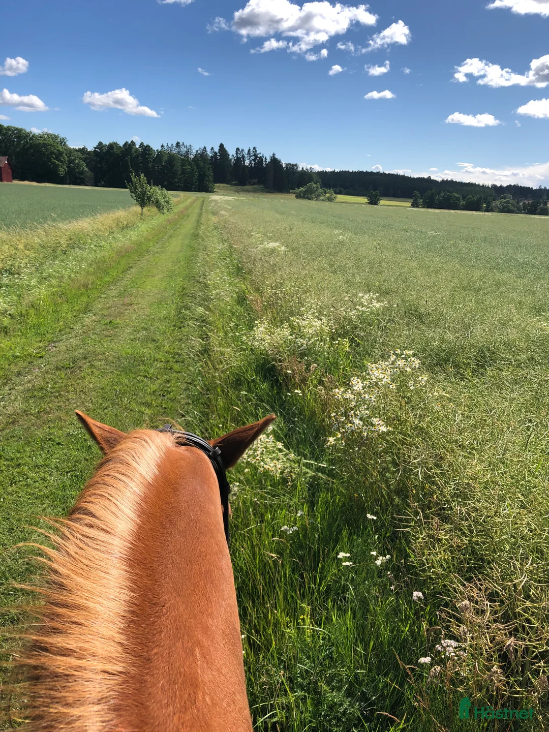  stallplats finnes: Stallplats Enköping/Fjärdjundra/Örsundsbro i Enköping - Annons 6