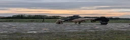 Allround hästar till salu: Valack med toppen temperament - Annons 5