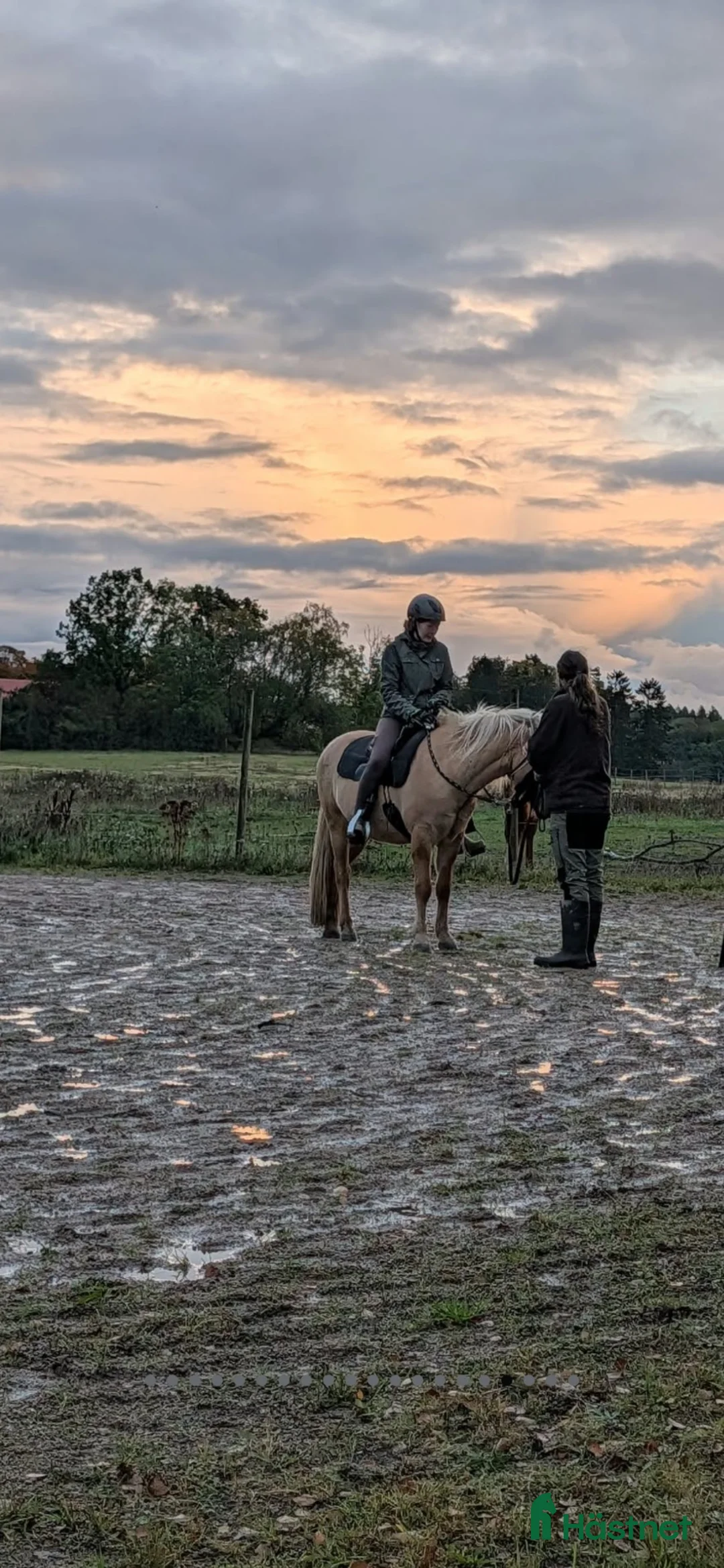 Allround hästar till salu: Valack med toppen temperament - Annons 5