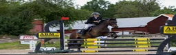 Hoppning hästar till salu: Fantastisk B-ponny Welsh – tävlingsponny i Sollentuna - Annons 5