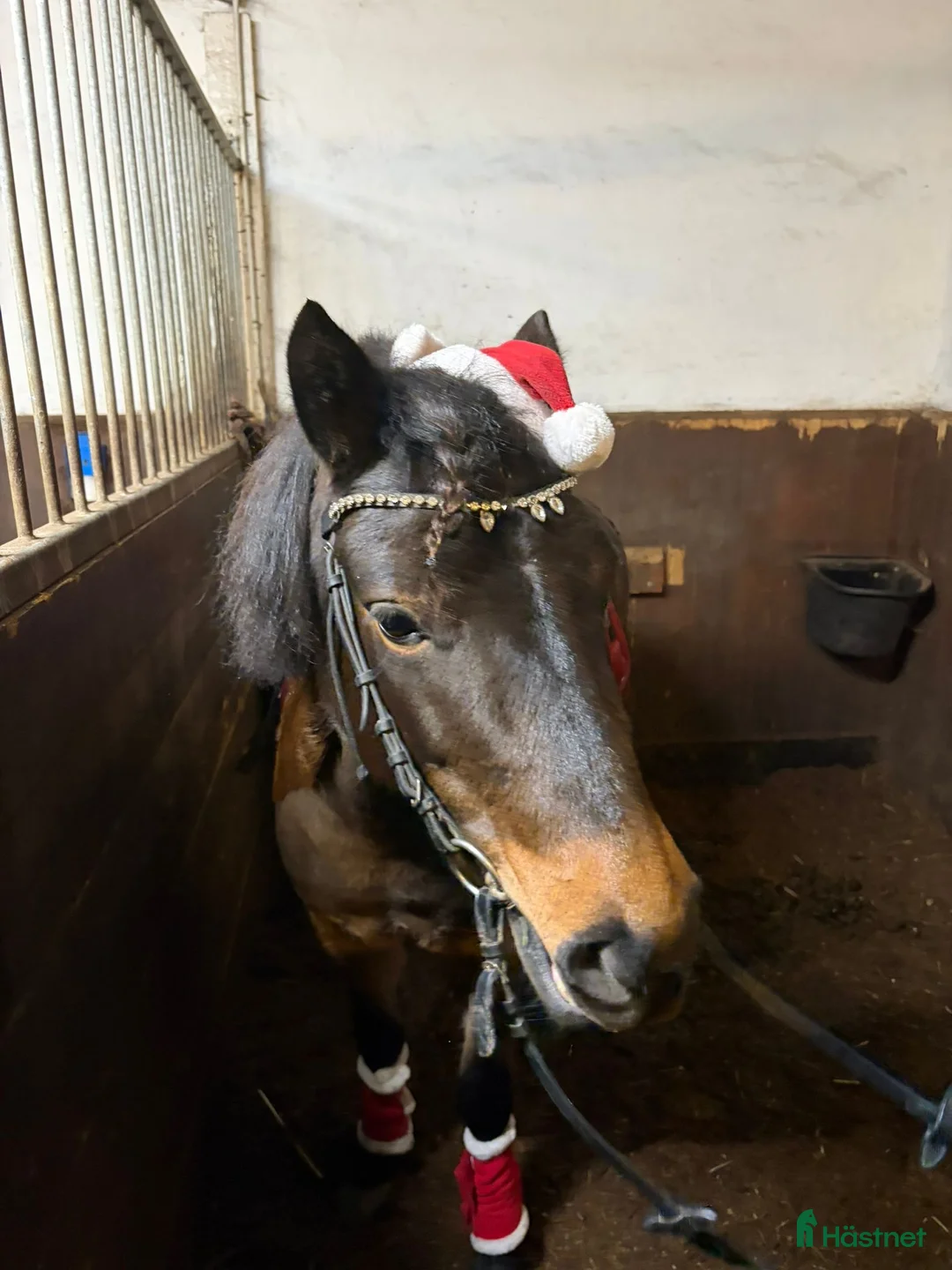  medryttarhäst finnes: 🐴 Lediga platser på Karlshems gård Ponnyklubb! 🐴 - Annons 2