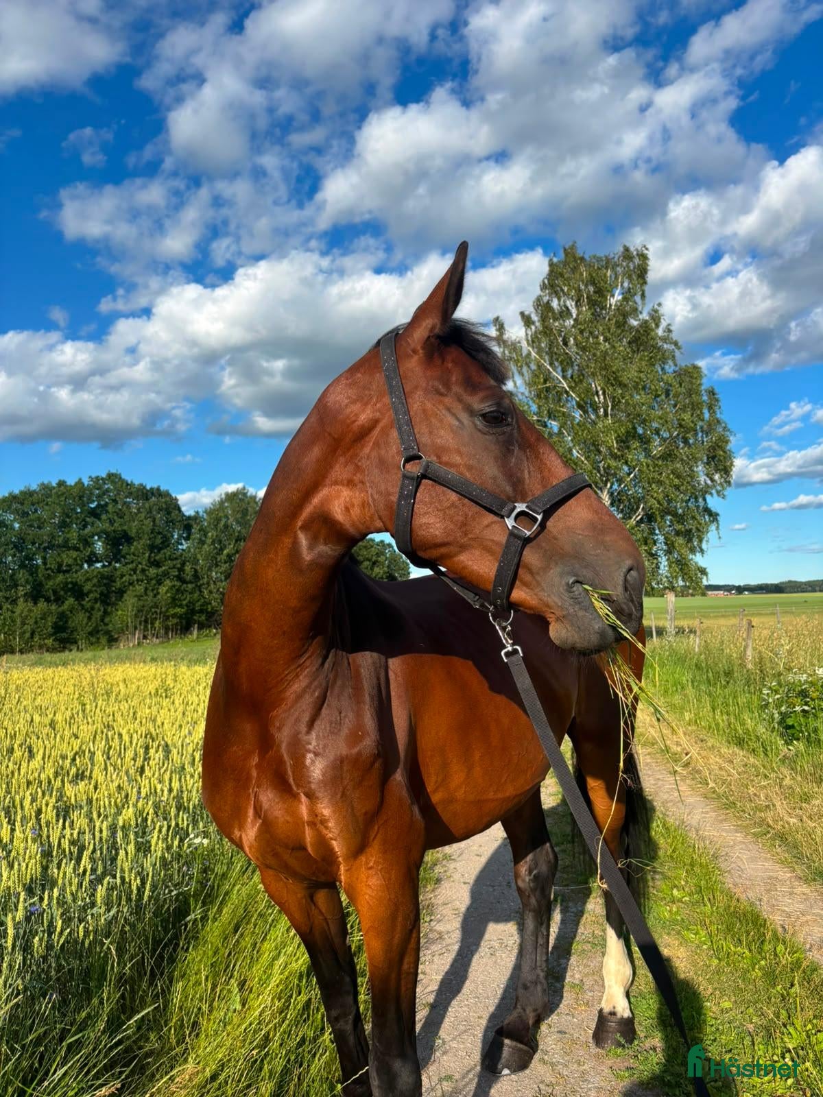  hästar Snällt hoppsto - Annons 17