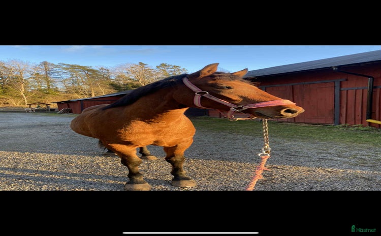  hästar i Järna - Annons 8