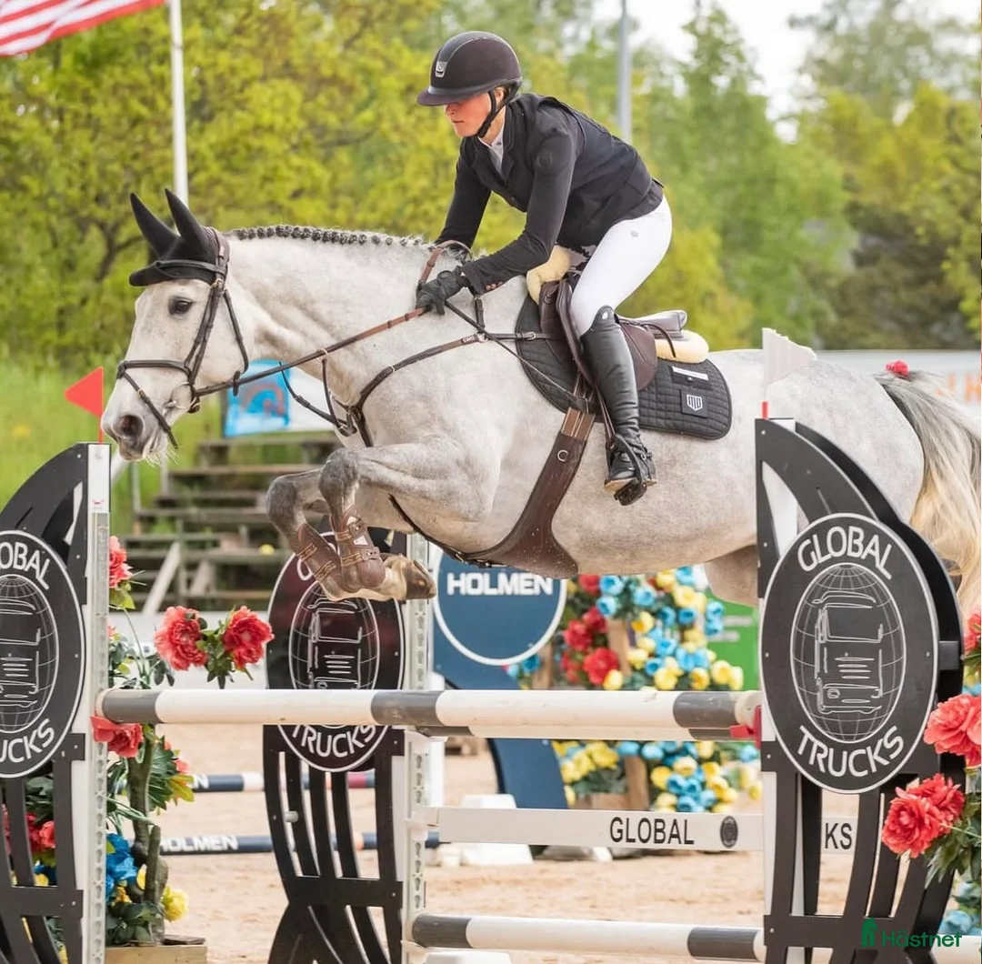 Hoppning hästar till salu: Unghäst för större klasser  - Annons 1