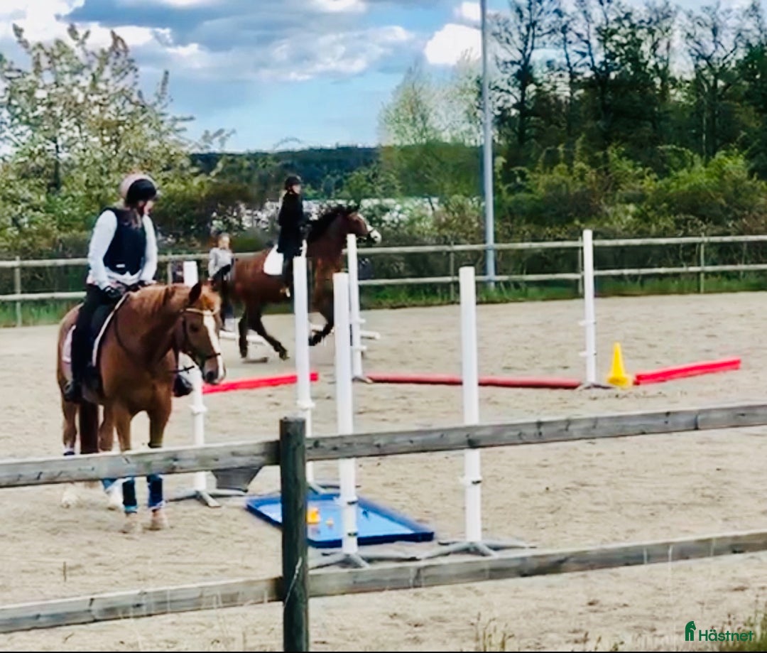  stallplats finnes: Behöver du stallplats på Ekerö?  i Skå - Annons 30