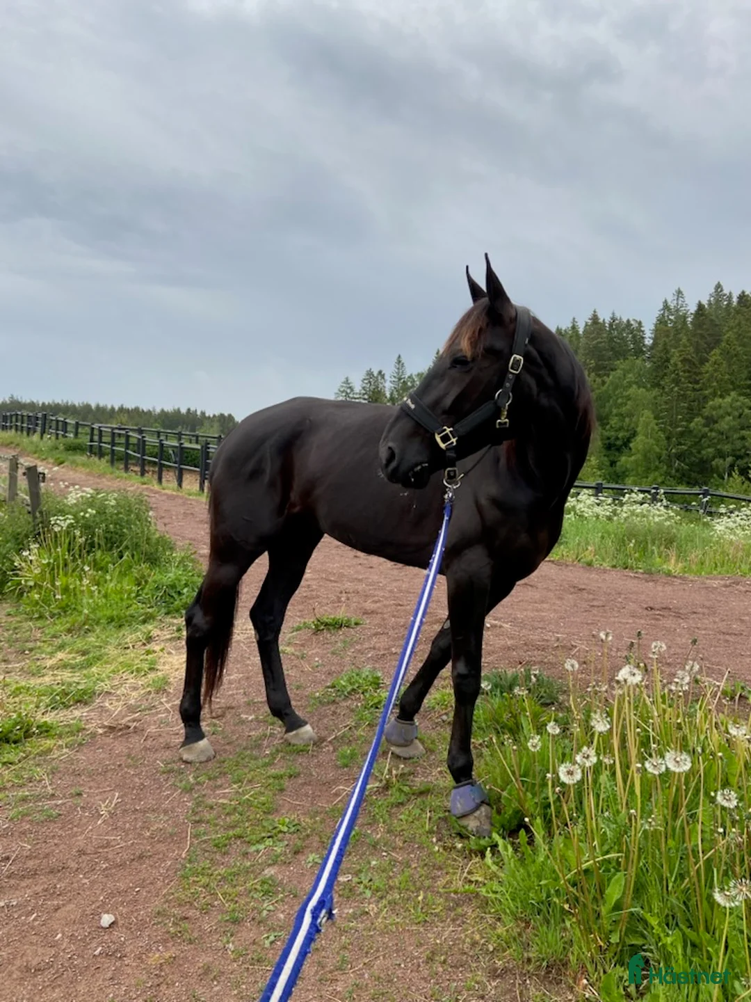 Sällskap hästar till salu: Svart fint sto - Annons 3