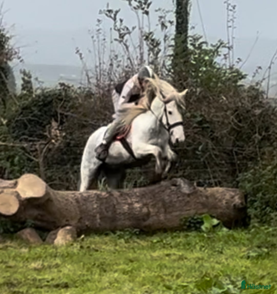 Allround hästar till salu: 150 cm gelding  i Insjön - Annons 5