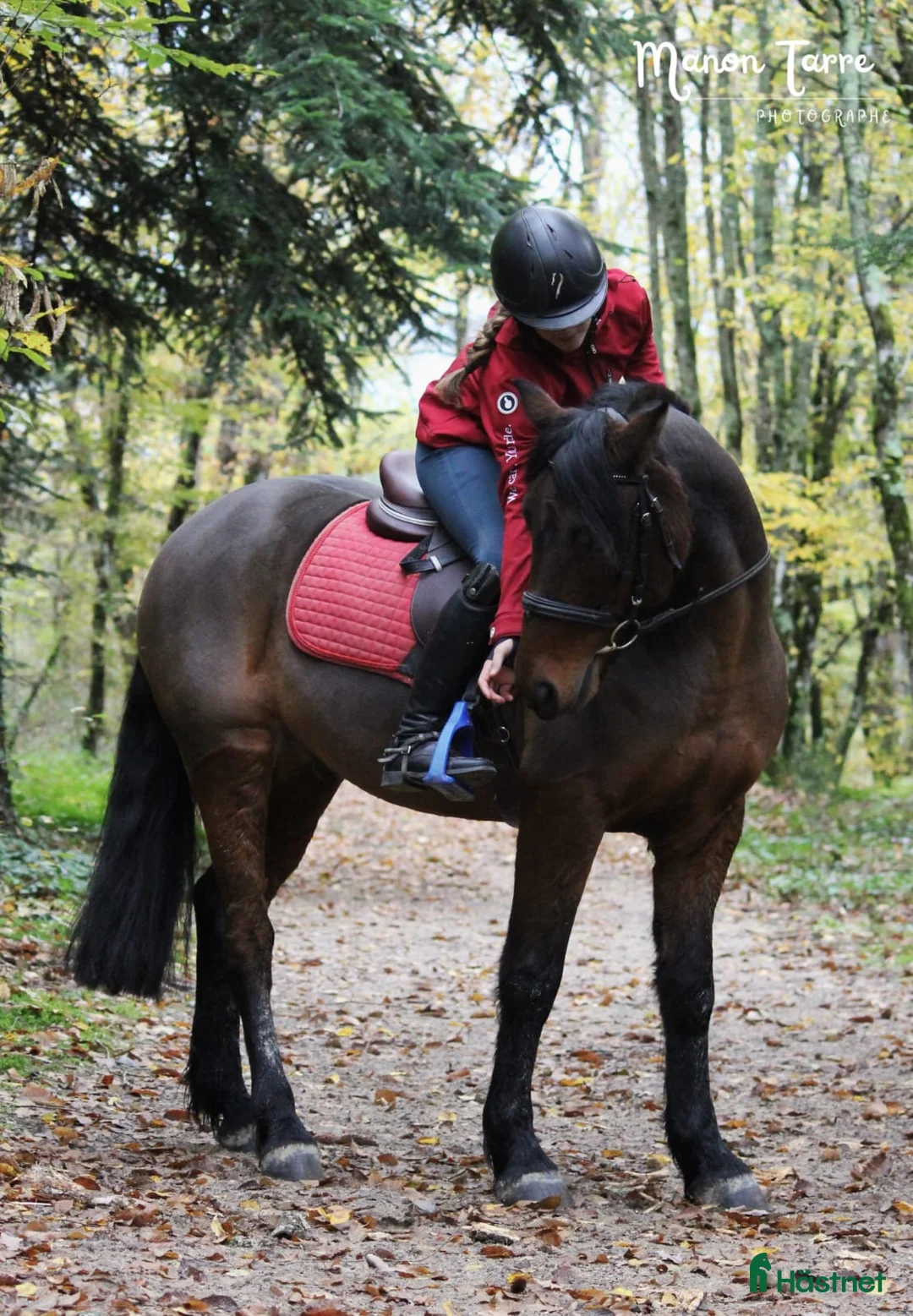 Hoppning hästar till salu: Competitive 138 C Schoolmaster Pony in France  i Stockholm - Annons 4