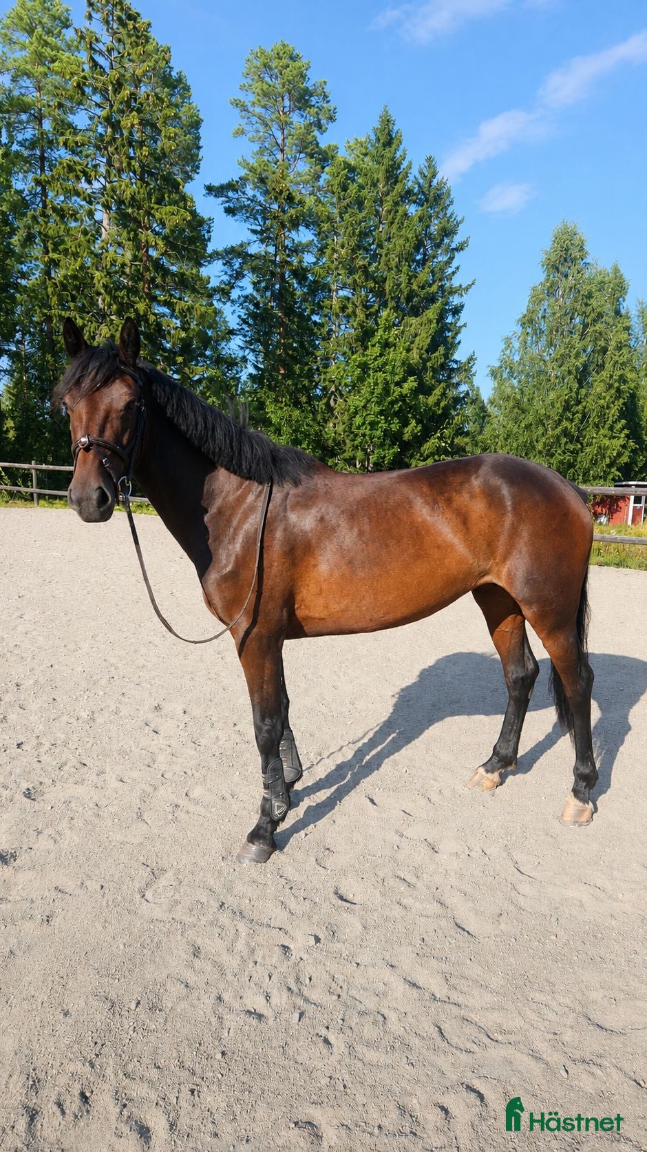  hästar Läckert D-ponny sto 5 år, en ponny för framtiden! - Annons 3
