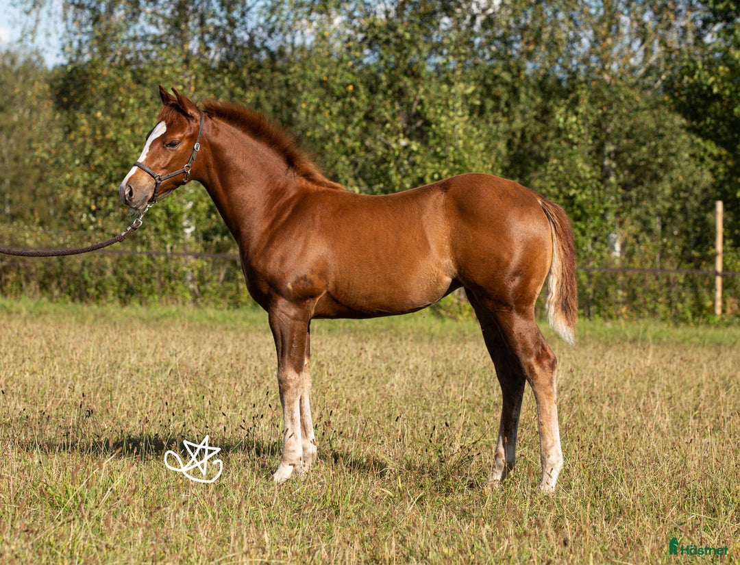 Western hästar till salu: Blivande reiningstjärna - byte möjligt!  i Hjo - Annons 11