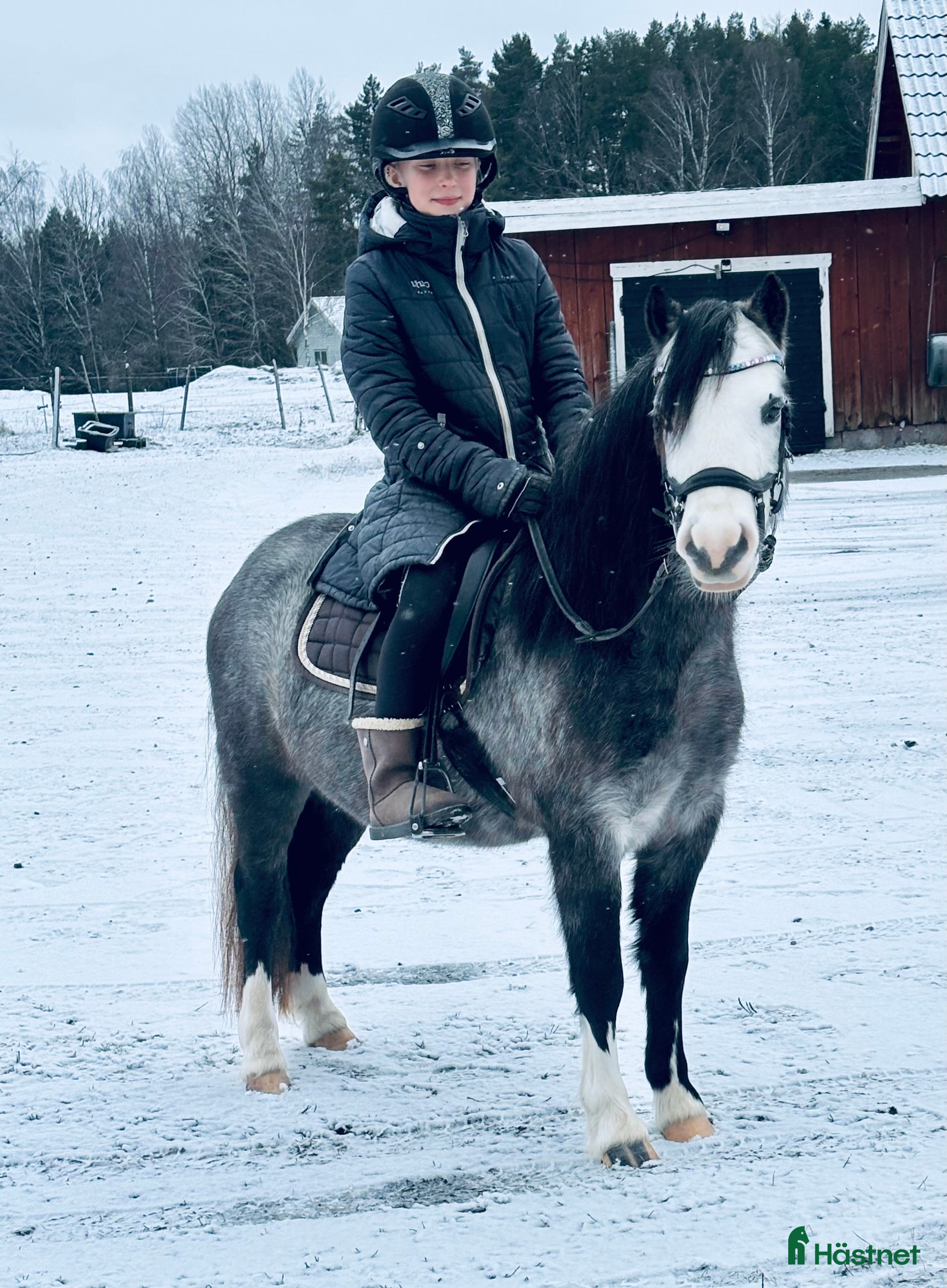  hästar Welshmountainsto född 2022 i Linköping - Annons 3