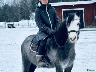 hästar Welshmountainsto född 2022 i Linköping - Annons 3