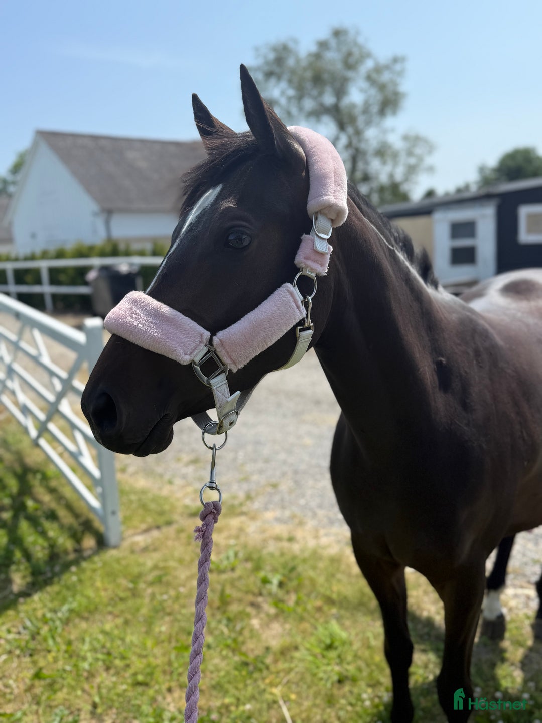 Fälttävlan hästar till salu: Lyxig D-ponny för hoppning  i Skivarp - Annons 2