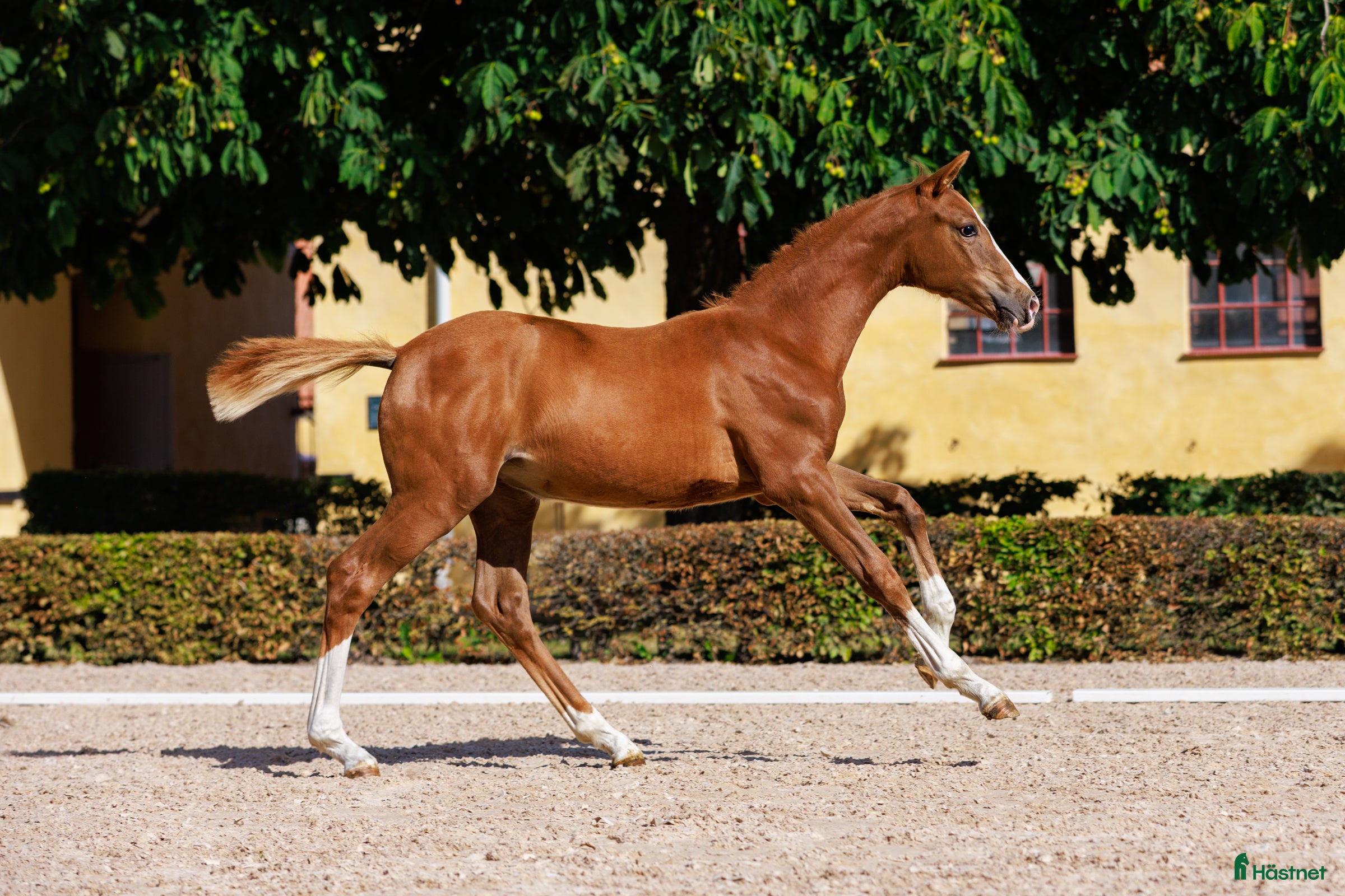  hästar Stoföl e:EPLEASER VAN 'T HEIKE Z - Saint Amour  i Borrby - Annons 7