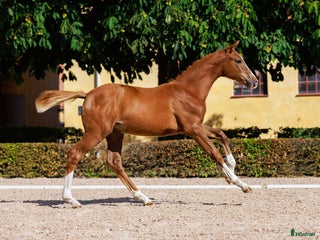 Hoppning hästar till salu: Stoföl e:EPLEASER VAN 'T HEIKE Z - Saint Amour i Borrby - Annons 1