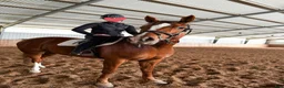 Allround hästar till salu: Fint sto söker nytt hem - Annons 2
