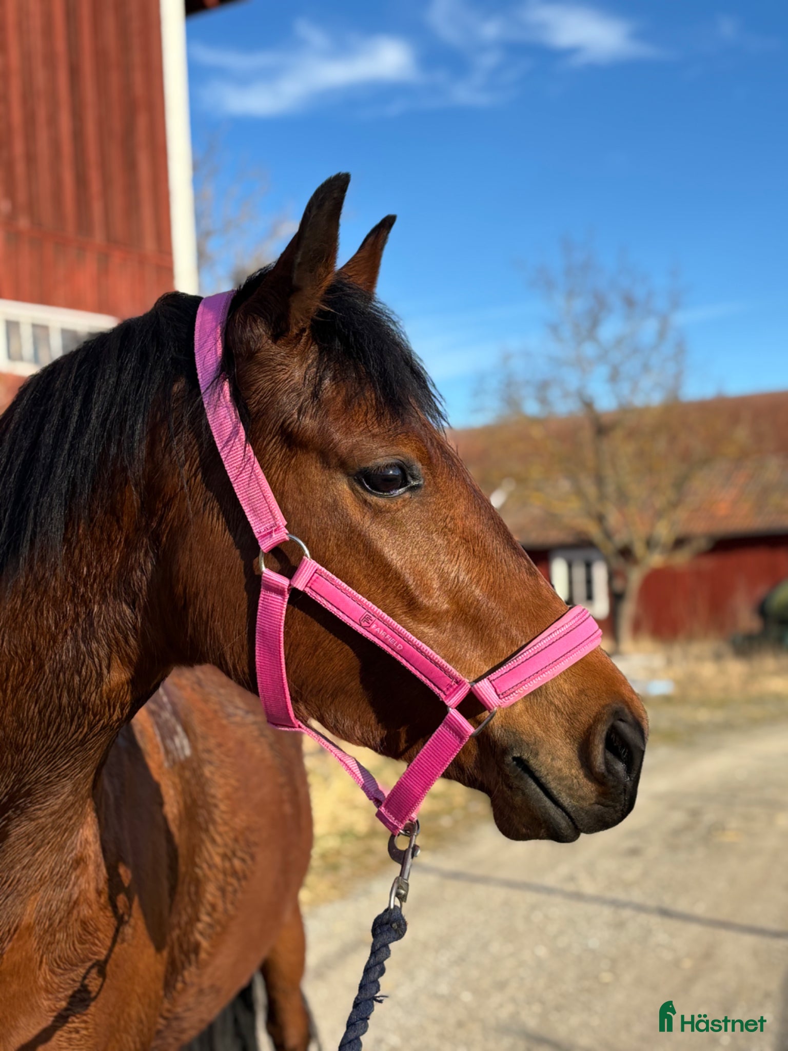  hästar 5 årigt sto  - Annons 1