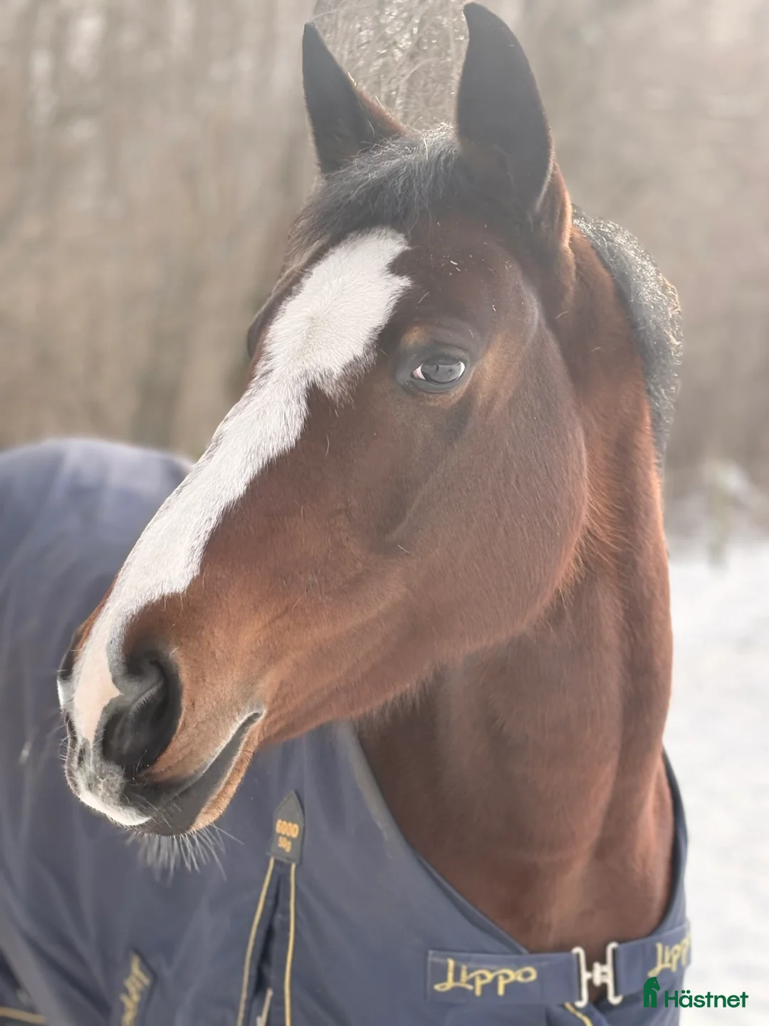 Allround hästar till salu: Wiwa - supermysigt sto - Annons 2