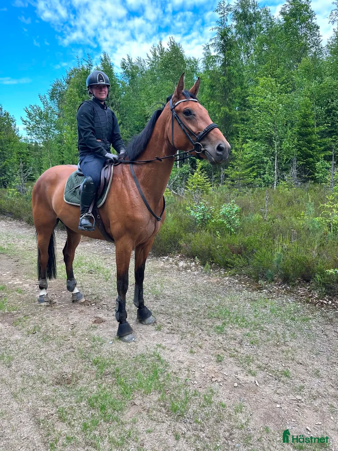 Hoppning hästar till salu:  Vackert KWPN-sto f. 2022 e. Jaloubet K – Verdi TN - Annons 2