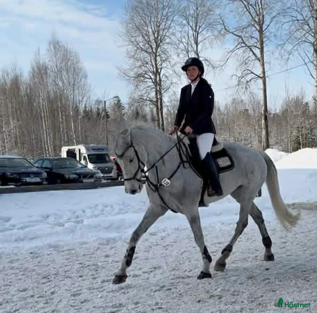 Allround hästar till salu: Fin hopphäst med bra gång  i Sala - Annons 8