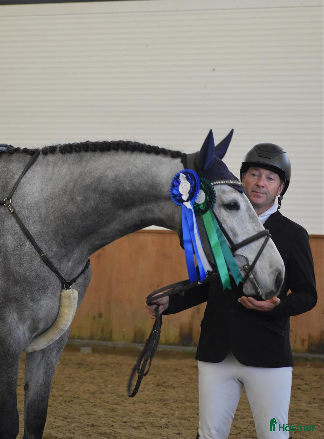 Hoppning hästar till salu: Lovende springhest  - Annons 2