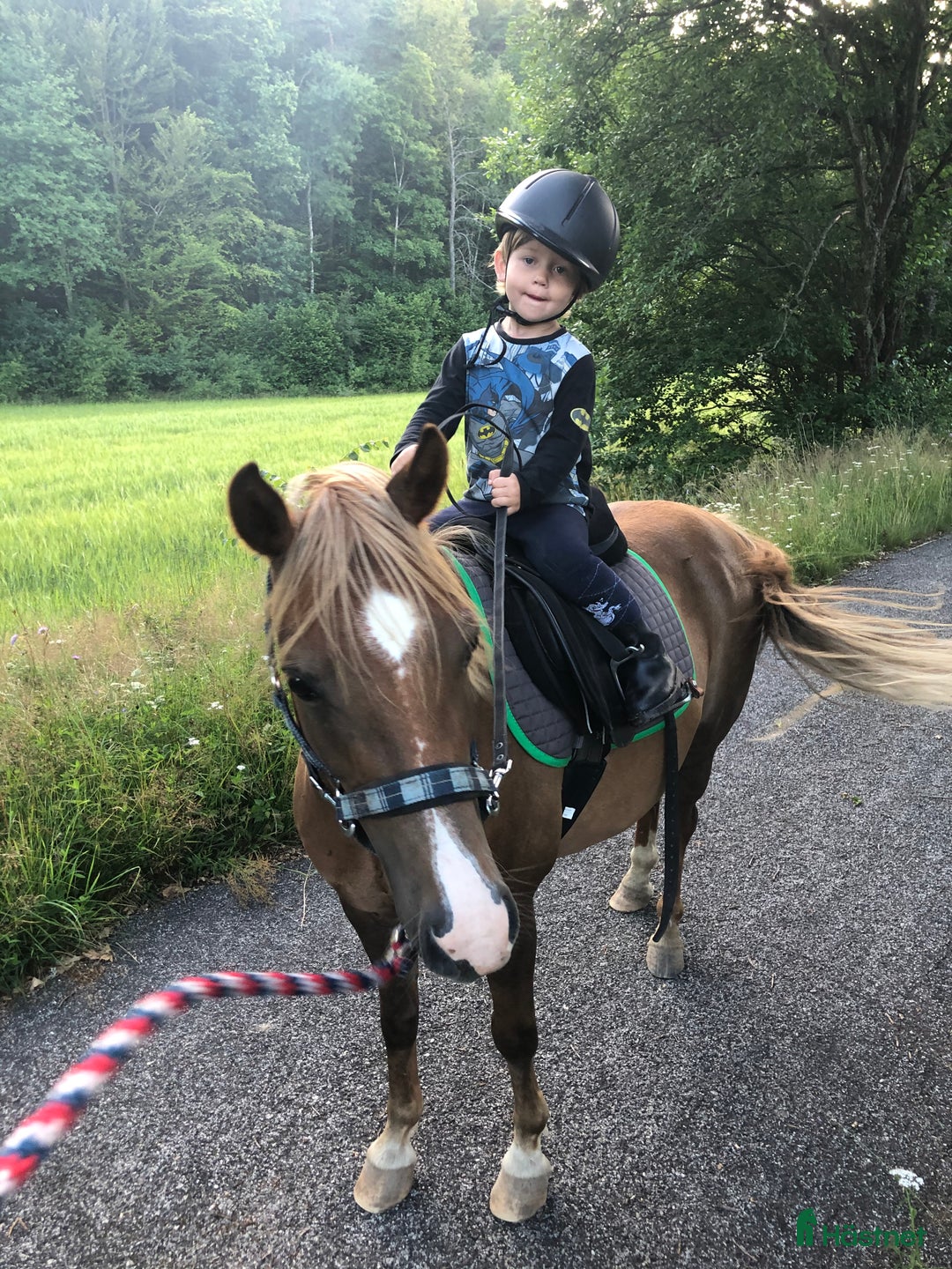 Allround hästar till salu: B-ponnyn Sune  i Kalmar - Annons 1