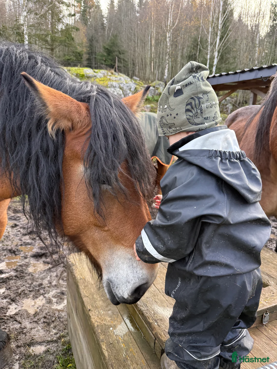 Allround hästar till salu: Stort sto med potential - Annons 5