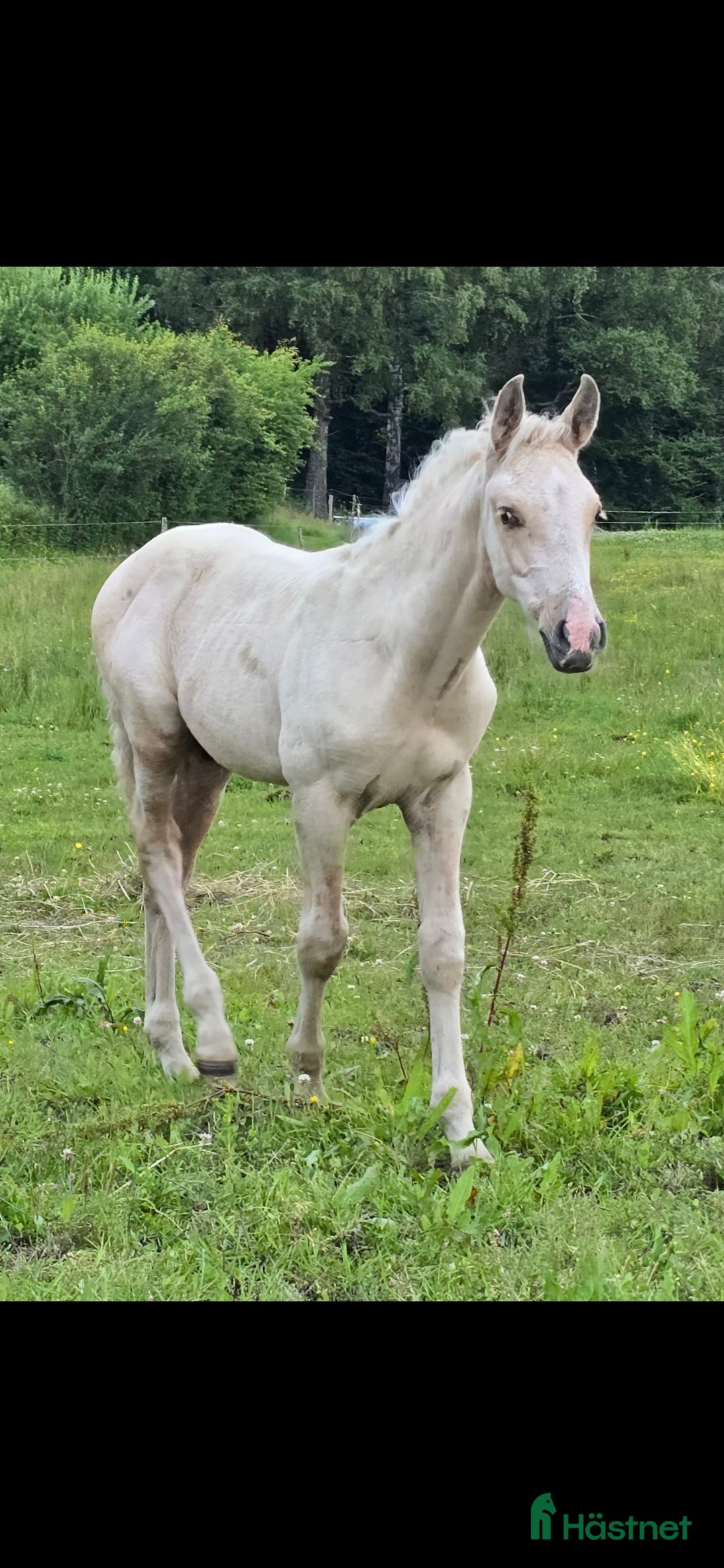 Dressyr hästar till salu:  PRE kille för den kräsna 💙 Palomino. Passa på i Veddige - Annons 4