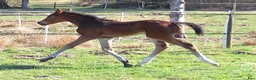 Dressyr hästar till salu: Gångartsföl med galopp ++ - Annons 5
