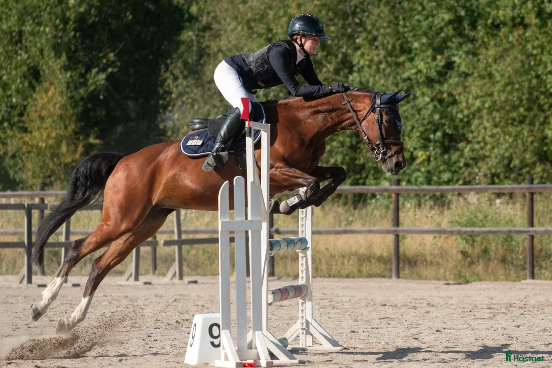 Hoppning hästar till salu: Lyxig pigg hopp ponny i Falun - Annons 1