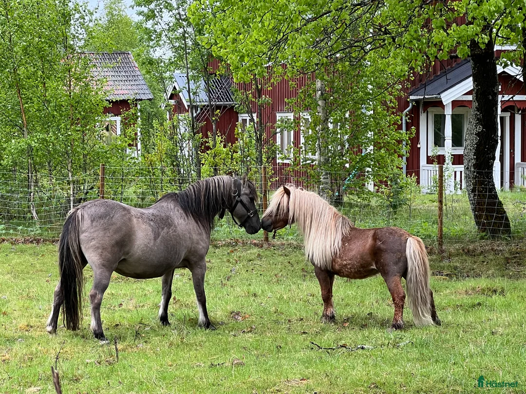 Övrigt hästar till salu: Vacker och söt Billy letar efter hästvan 5*hem i Bograngen - Annons 5