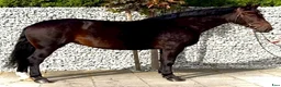 Allround hästar till salu: Amika–5yo.Silesian Warmblood Mare|169cm|Allrounder - Annons 7