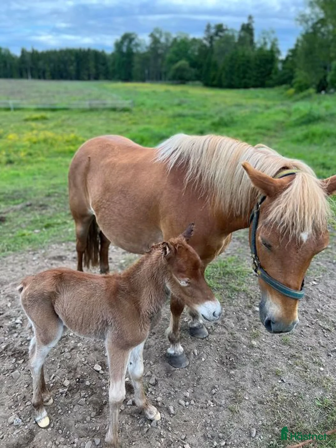 Avelshästar hästar till salu: Trevligt avelssto - Annons 1