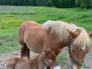 hästar Trevligt avelssto - Annons 1