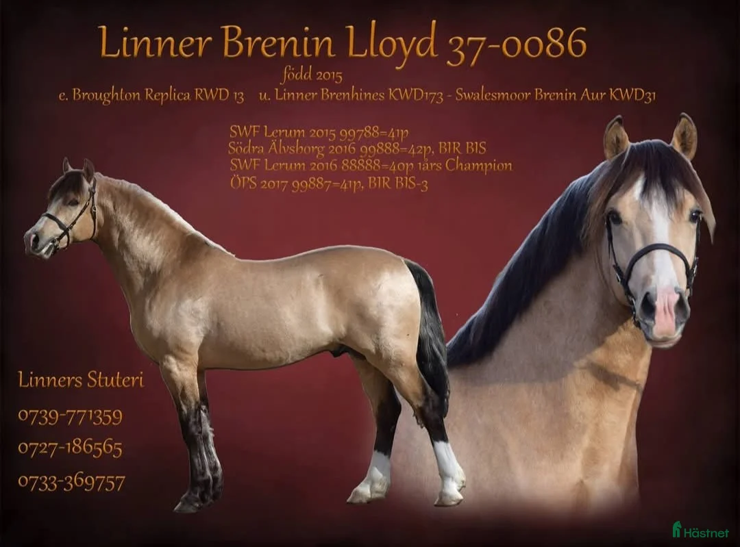 Allround hästar till salu: Magiskt vacker stor welsh cob  - Annons 2