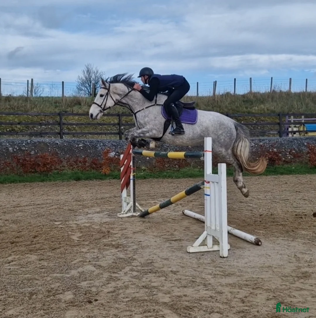 Allround hästar till salu: Irish sport horse  i Göteborg - Annons 3