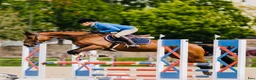 Allround hästar till salu: ⭐️VACKERTS STO MED MYCKET KVALITET⭐️ - Annons 1