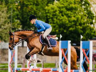 Allround hästar till salu: ⭐️VACKERTS STO MED MYCKET KVALITET⭐️ - Annons 1