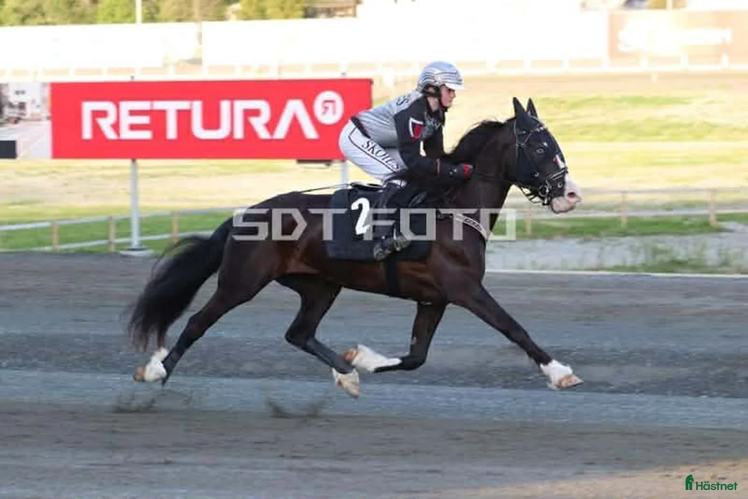 Trav hästar till salu: Hauan Grasiøs - Annons 2