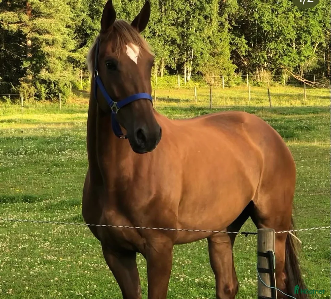 Hoppning hästar till salu: Intressekoll/till salu i Karlstad - Annons 2