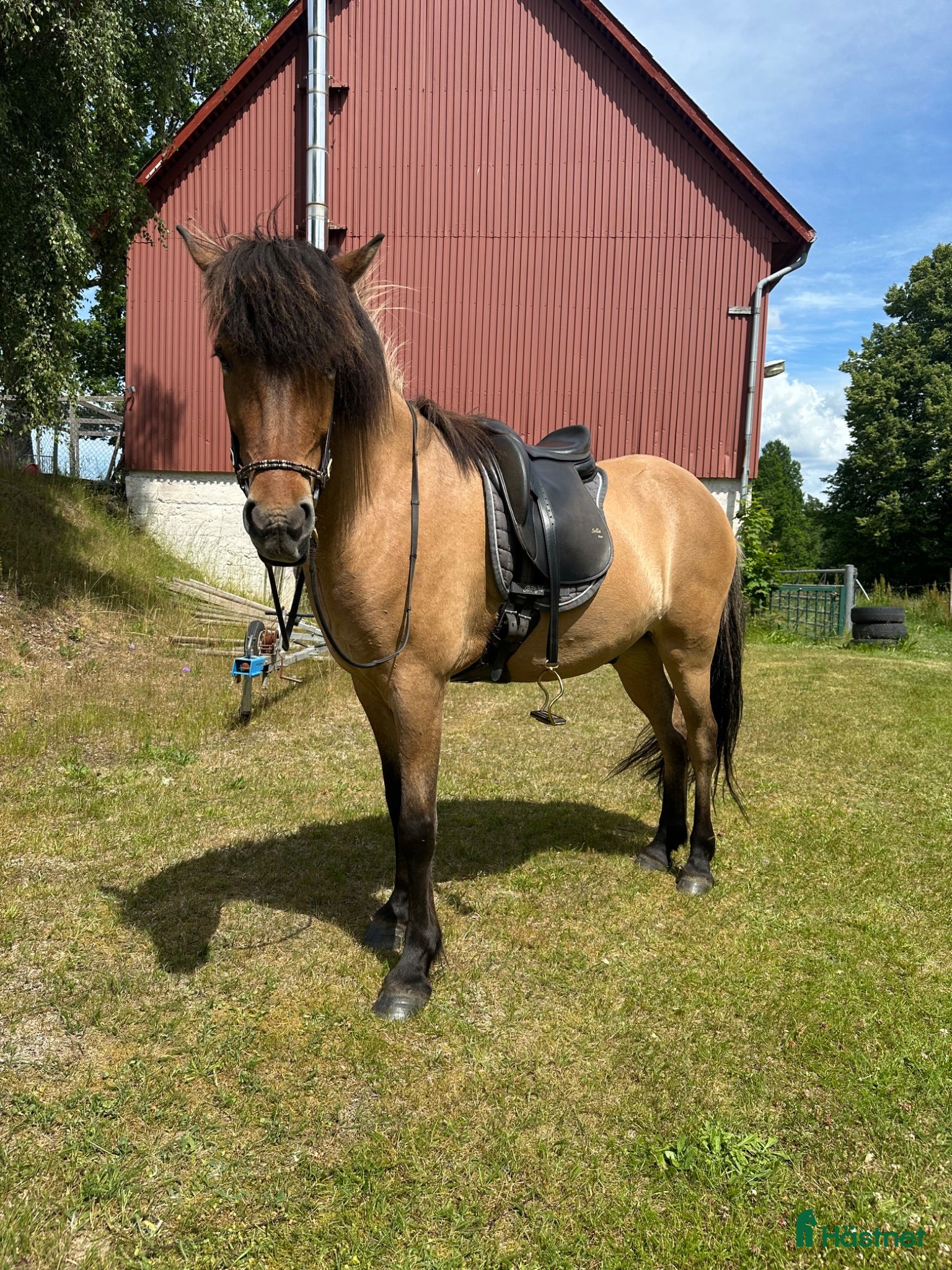  hästar En stjärna som letar efter sin ryttare 🌟 - Annons 11